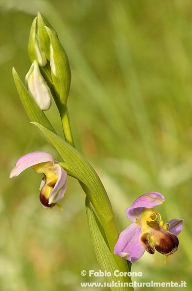 Primavera sulcitana